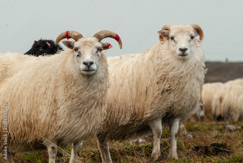 Obraz premium Close up of Icelandic sheep with curved horns standing in grassy field rural farm animal in Iceland