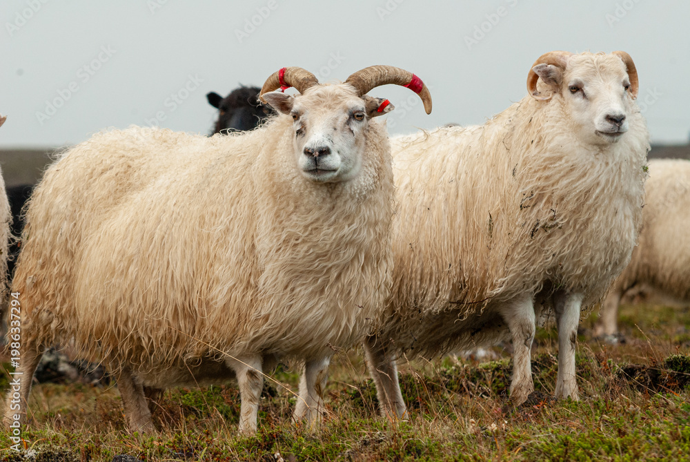Fototapeta premium Close up of Icelandic sheep with curved horns standing in grassy field rural farm animal in Iceland