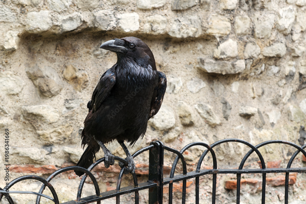 Fototapeta premium Raven at the Tower of London, England