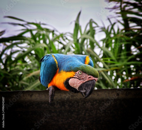 Close-Up Portrait of a Beautiful Macaw