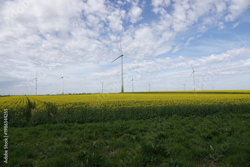 Yellow Flower Field with Wind Turbines under Blue Sky – Clean Energy