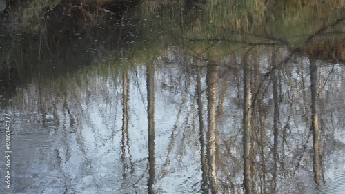 Bare tree trunks and a soft blue sky create a distorted mirror reflection on the surface of a gently rippling river. This peaceful scene captures the calm essence of a sunny spring day. 