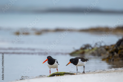 Eurasian oystercatcher (Haematopus ostralegus) adult and juvenile standing on sandy beach in Northern Norway
