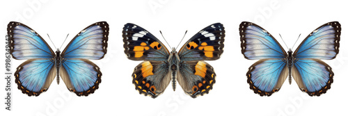 Valokuva Open Wing Butterfly PNG Cutout - Isolated Flying Insect on Transparent Backgroun