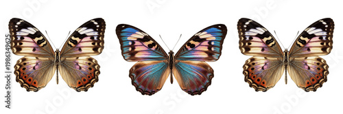 Tableau sur toile Monarch Butterfly PNG Cutout - Isolated Flying Insect with Colorful Wings on Tra