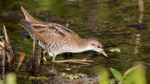 wild duck in the water