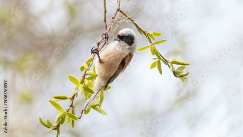 great tit parus major