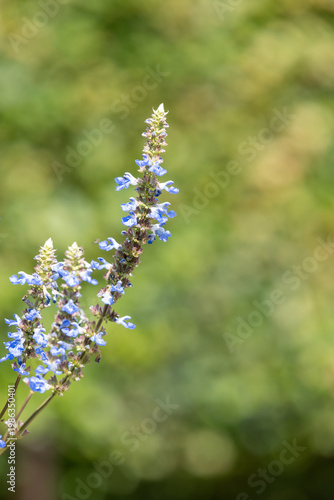 Bog sage (salvia uliginosa) flowers in bloom