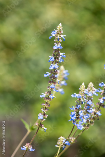 Bog sage (salvia uliginosa) flowers in bloom