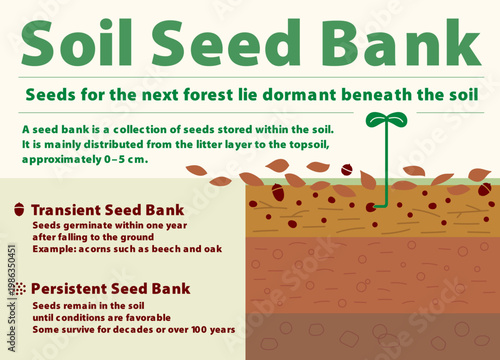 Soil Seed Bank_Editable Text,Infographic｜Seeds, Forest Ecosystem_シードバンク｜テキスト編集可能・インフォグラフィック