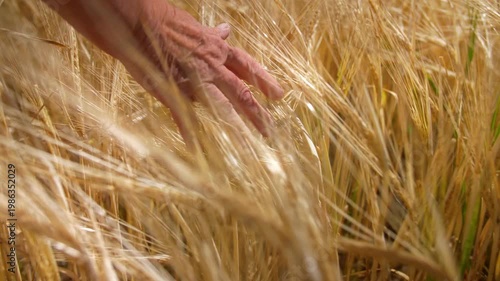 A cinematic tracking shot of a weathered hand gently grazing ripe stalks of golden barley. The warm sunlight highlights the grain's texture, evoking themes of harvest, agriculture, and a deep connecti