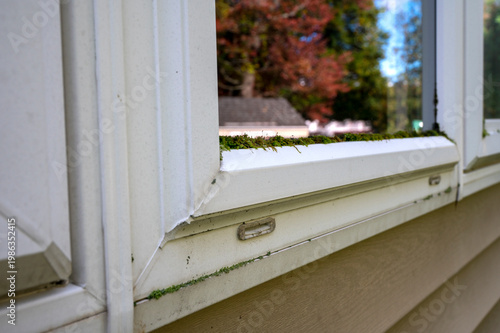 Mold problem. Weathered Window Frame with Green Moss Growth