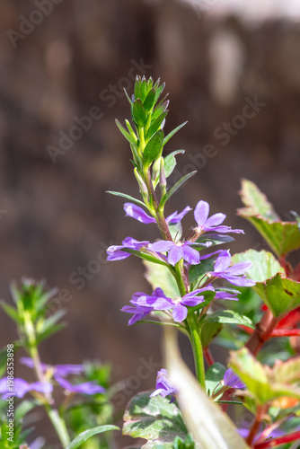 Close up of fairy fan flowers (scaevola aemula) in bloom