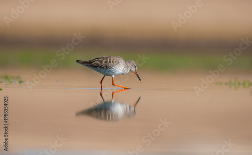 Common redshank (Tringa totanus) is a widespread species inhabiting the wetlands of the Tigris Valley.