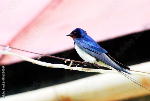 Small bird perches on a branch near a roof during the afternoon