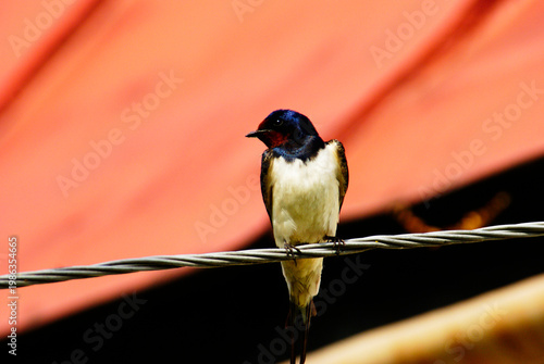 Bird sitting on a wire under a red roof in the afternoon light