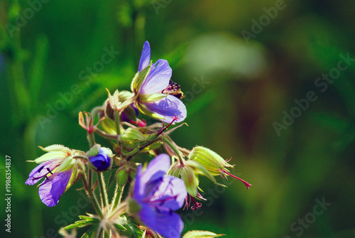 Wildflowers bloom with bees collecting nectar in a spring field