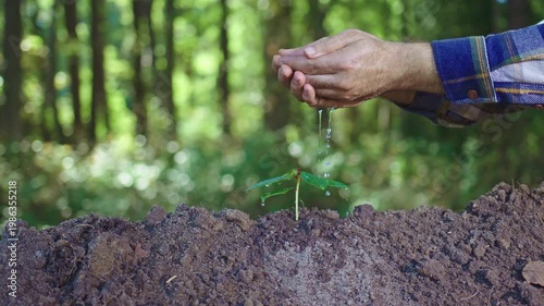Human hands and green growth. Young plant thriving in earth. Watering a tiny seedling outdoors. Nature growth and care. Eco scene with fresh sprout. Soil and water bring life.