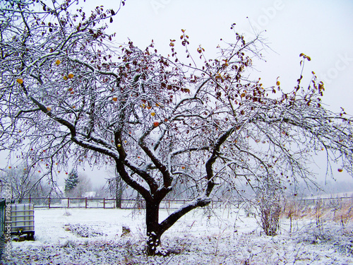 Snow covers a tree with fruits in a winter landscape