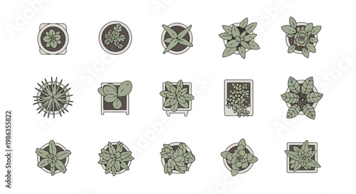 Top view of various potted plants
