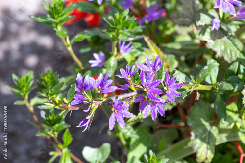 Close up of fairy fan flowers (scaevola aemula) in bloom