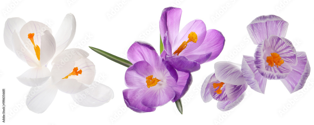 Obraz premium Beautiful crocus flowers isolated on white, set