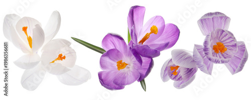 Beautiful crocus flowers isolated on white, set