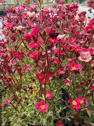 Colorful spring flowers macro in garden and balcony setting