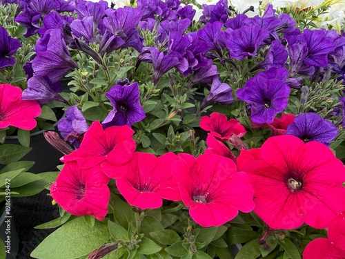 Colorful spring flowers macro in garden and balcony setting