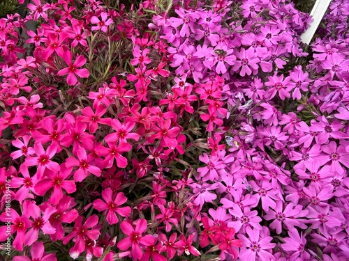 Colorful spring flowers macro in garden and balcony setting