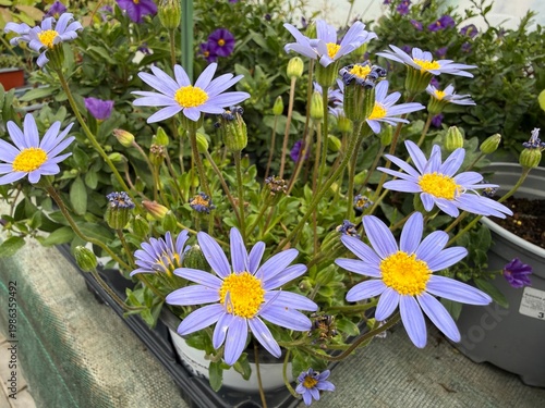Colorful spring flowers macro in garden and balcony setting