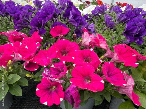 Colorful spring flowers macro in garden and balcony setting