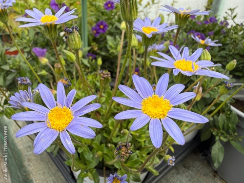 Colorful spring flowers macro in garden and balcony setting