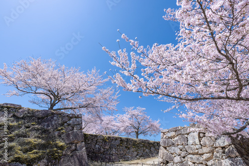 桜満開の竹田城跡