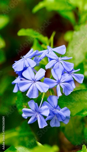 Quadro su tela Close-up of blue plumbago flowers clustered together