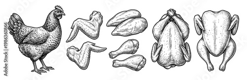 Farm chicken poultry and fresh meat cut set vintage engraving