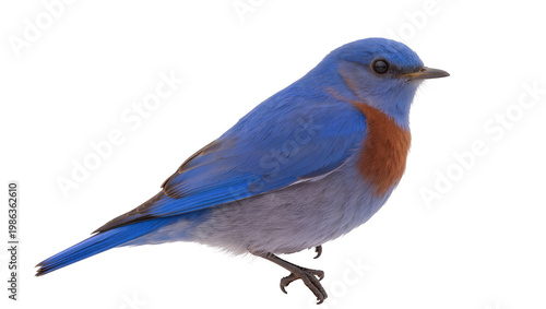 фотографія Vibrant bluebird with orange chest perched elegantly, isolated on transparent ba