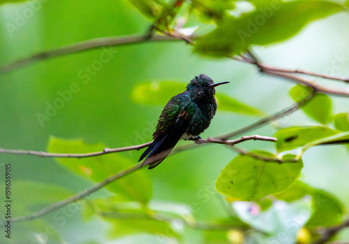 Hummingbird on Little Tobago Island