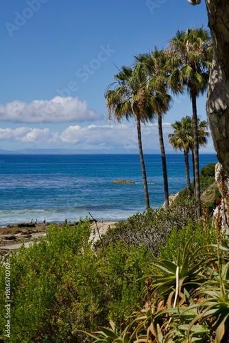 palm trees on the beach