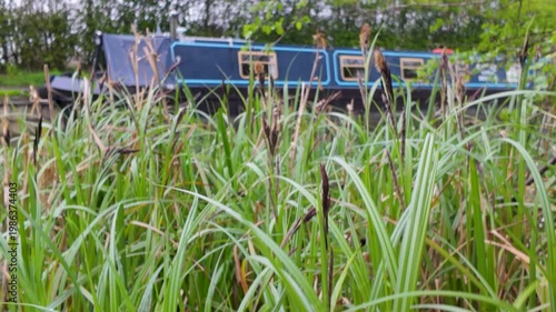 Canal narrowboat behind tall reeds in countryside