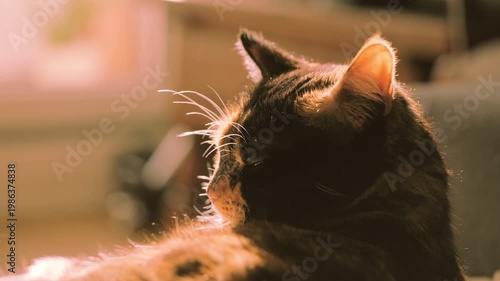 Close-up domestic cat in dimly lit room, natural light from window illuminating face, focused eyes, beautiful example how simple, everyday moment with pet, deep shadows, cozy atmosphere