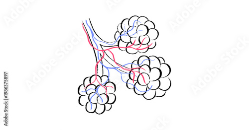 Cells structure sketch