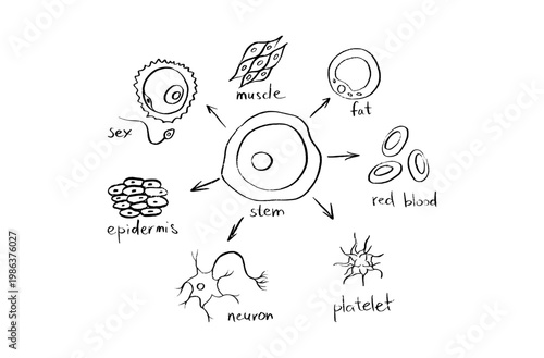 Cells structure sketch