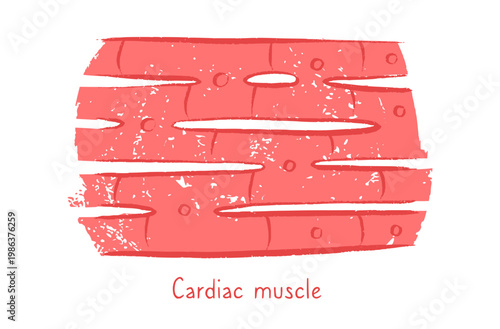 Cells structure sketch