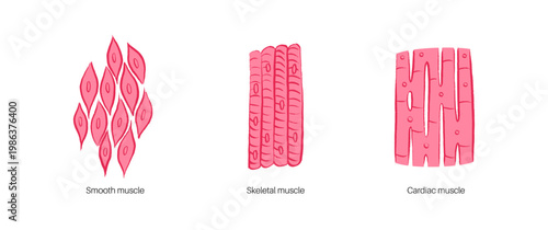 Cells structure sketch