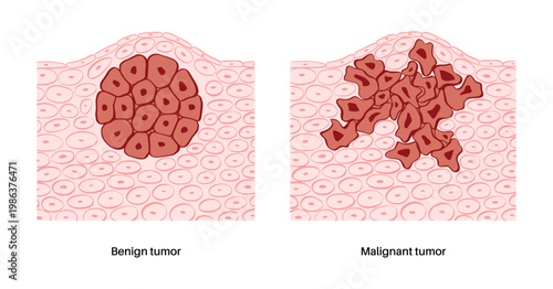 Cells structure sketch