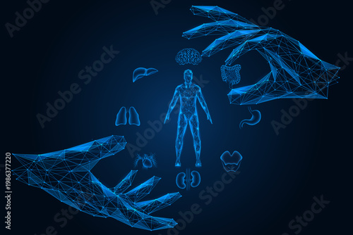 Virtual health monitoring. Two hands protect the silhouette of a man surrounded by internal organs. The concept of control, restoration and management of biological processes using technology.