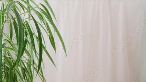 Light curtain material sways, moves gently with air current, tropical ficus Ficus Alii, binnendijkii on side, blurry moving organza, translucent tulle, background for Product, logo video showcase