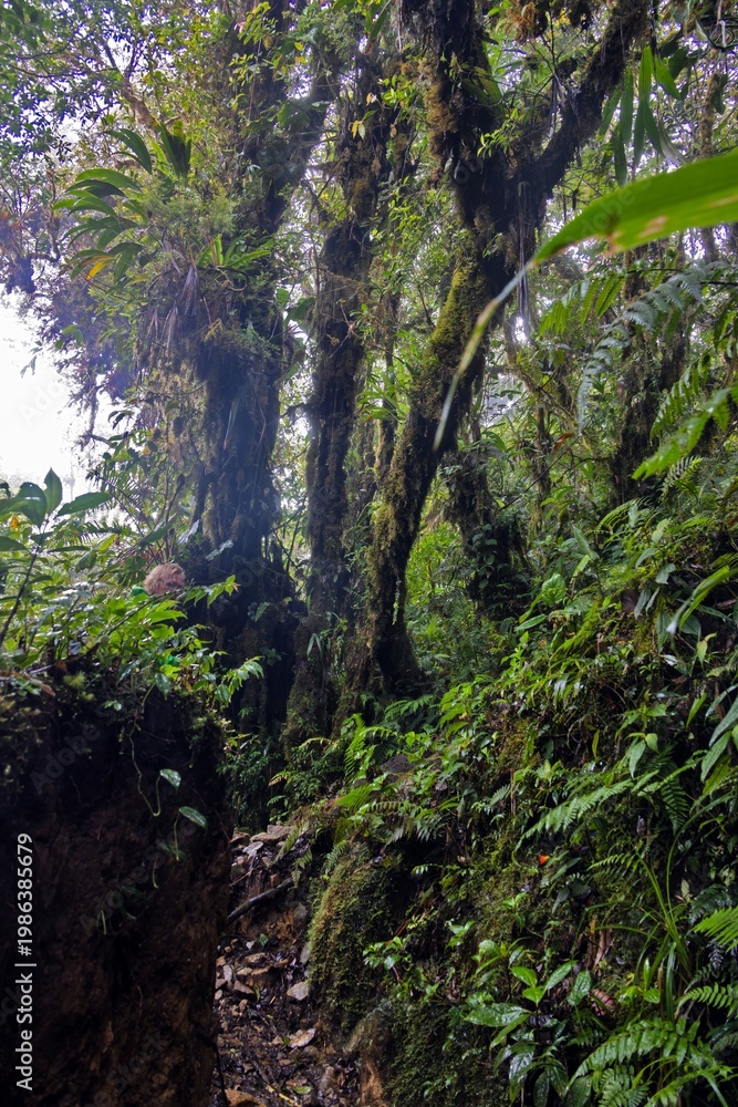Fototapeta premium Rainforest trees with moss Pianista trail Panama