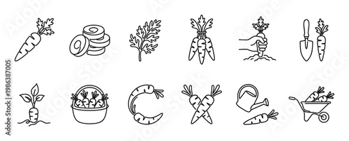 Various black outline carrot and gardening icons illustrate different stages of cultivation, harvesting, and preparation in a clean, minimalist line art style